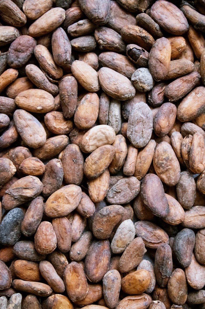 Amêndoas de cacau secas