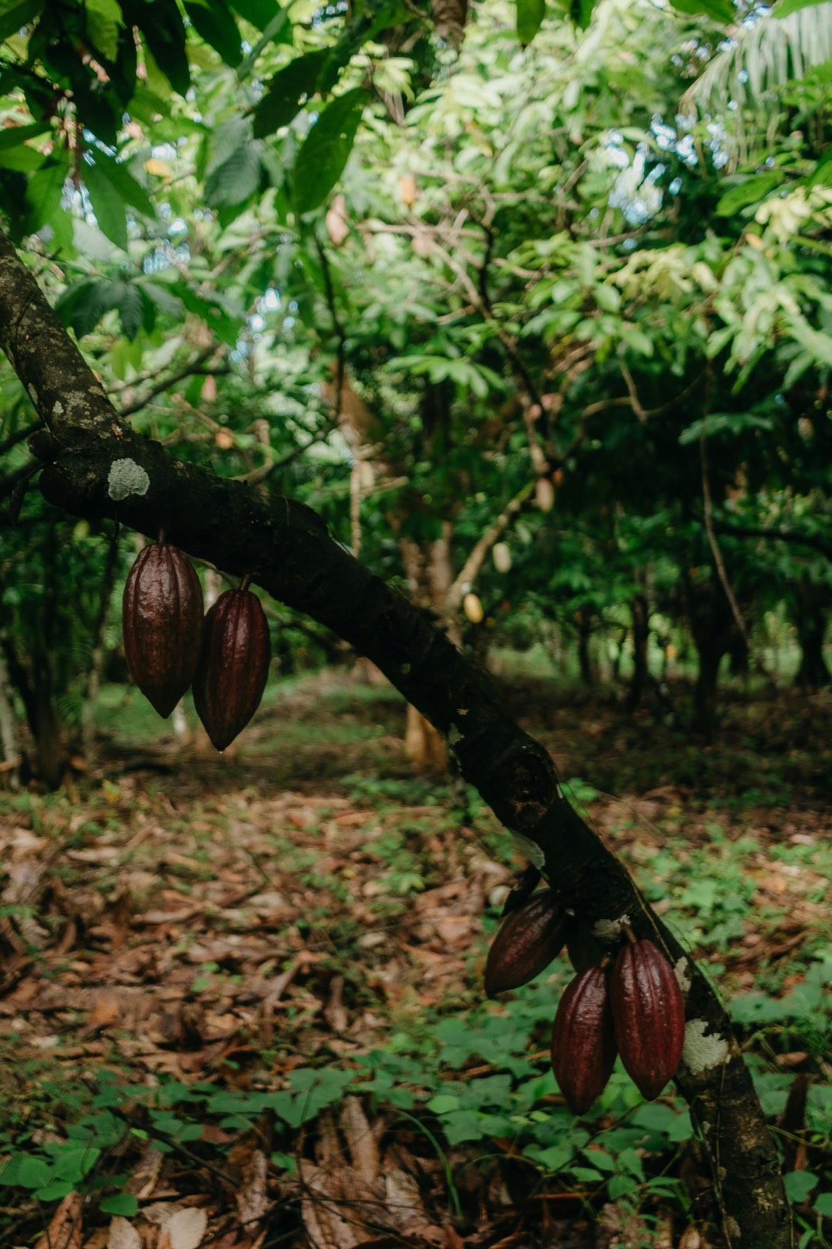 Cacaueiros com frutos maduros crescendo à sombra de árvores maiores