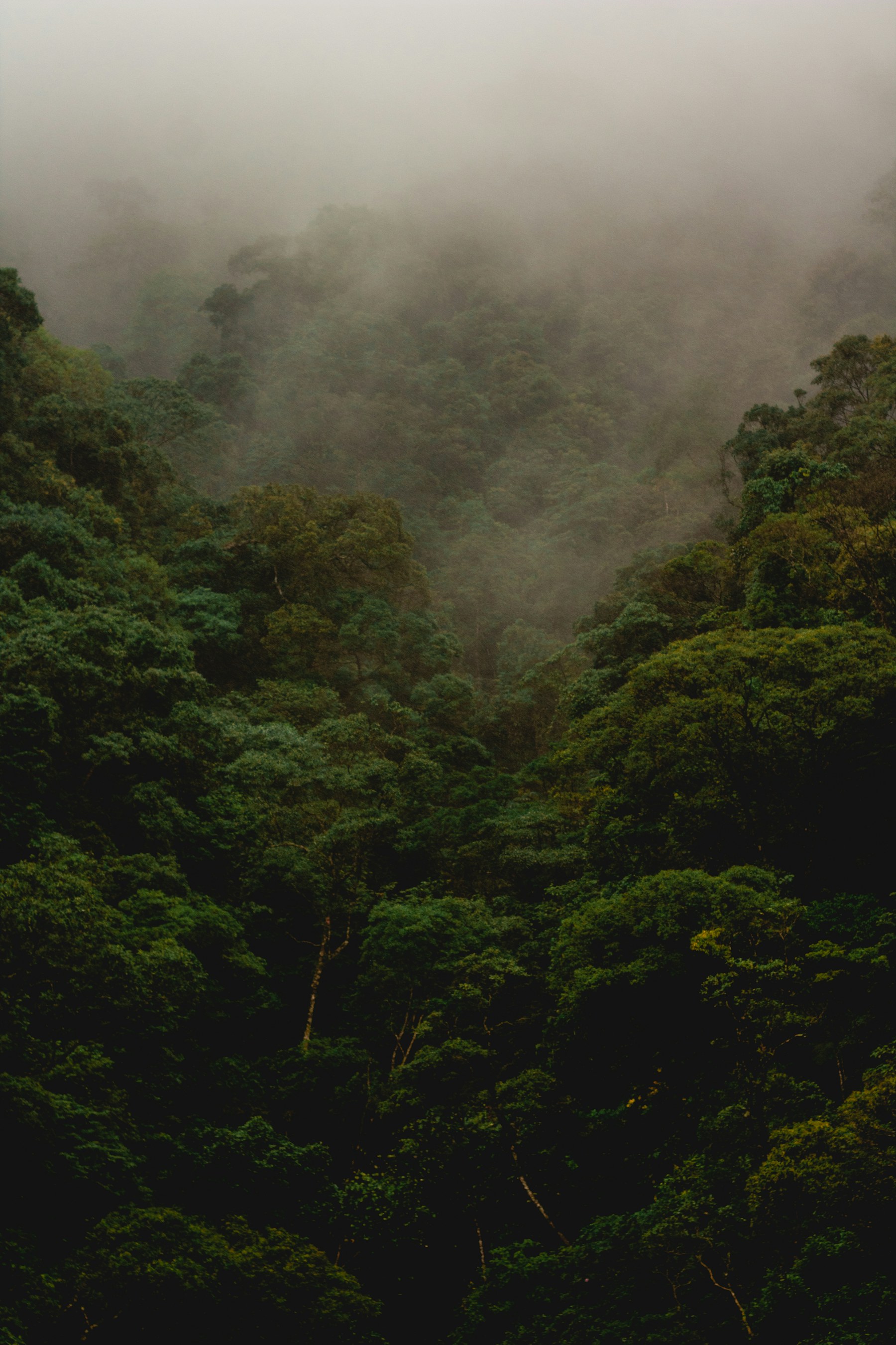 Mata Atlântica densa em uma encosta, com neblina subindo da copa das árvores