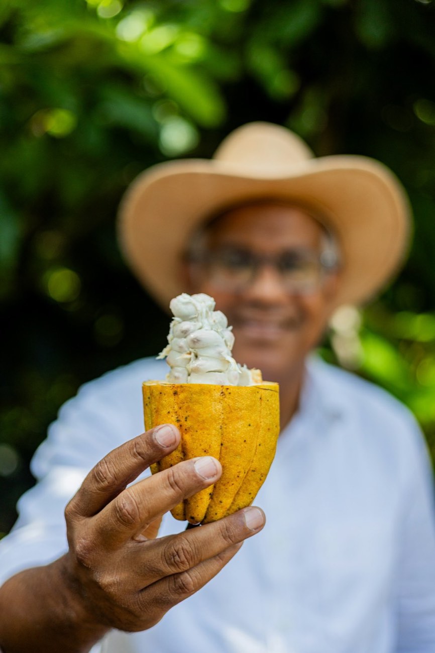 Fruto de cacau amarelo aberto, com as sementes cobertas de polpa branca
