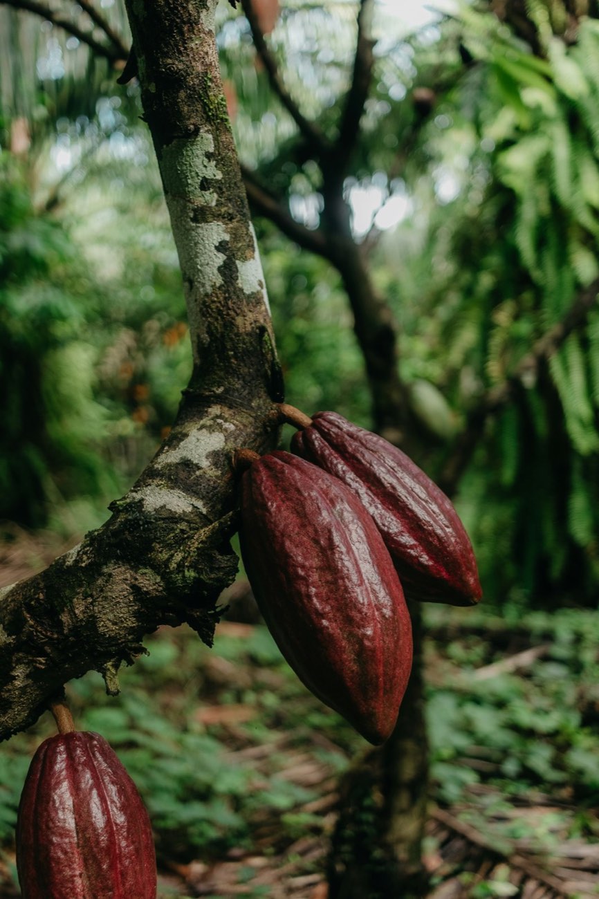 Frutos de cacau vermelho-escuros presos ao tronco do cacaueiro